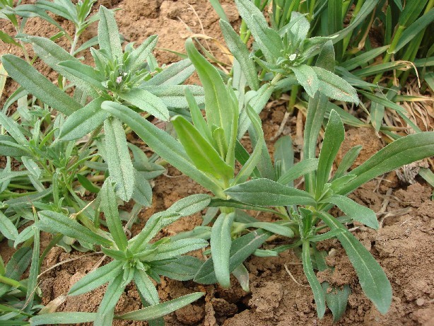 供应野菜种子 面条菜